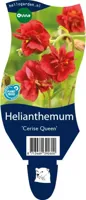 Helianthemum Cerise Queen vaste plant Griffioen - Griffioen - thumbnail