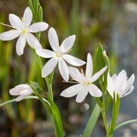 Witte kafferlelie (Schizostylis coccinea “alba”) moerasplant (6-stuks) - thumbnail