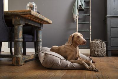Designed by Lotte Ligkussen hond Nalino - Grijs 100 x 70 x 15 cm - thumbnail