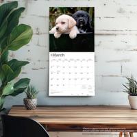 Labrador Retriever Puppies Kalender 2026 - thumbnail