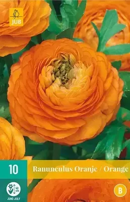 Ranunculus oranje bloembollen 10 bollen Ranonkel JUB - Jub