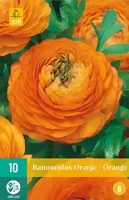 Ranunculus oranje bloembollen 10 bollen Ranonkel JUB - Jub - thumbnail