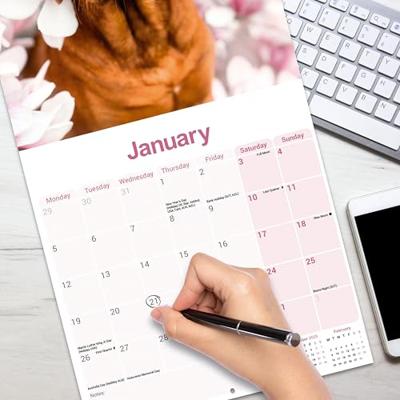 Labrador Retriever Rood Kalender 2026