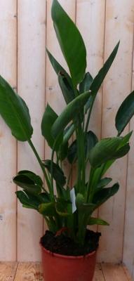 Paradijsvogelbloem Strelitzia Nicolai potmaat 19 cm H70-90 cm (kan in de zomer buiten) Warentuin Natuurlijk - Warentuin natuurlijk