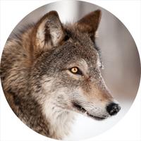 Glasschilderij rond van een wolf - thumbnail