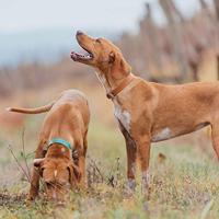 NATURE'S PROTECTION Adult Lamb - droog hondenvoer - 12kg - thumbnail