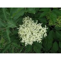 Vlierbloesem thee los bio - thumbnail