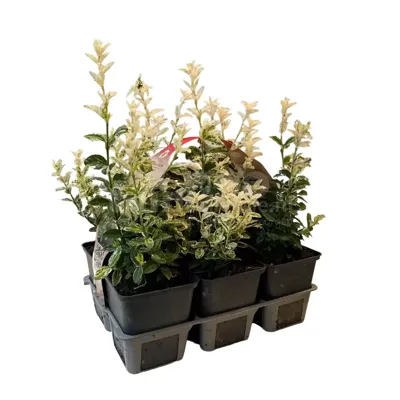 Bontbladige Kardinaalsmuts - Euonymus for. Harlequin 6-pack