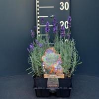 Lavendel (lavandula angustifolia "Hidcote") bodembedekker - 6-pack - 1 stuks - thumbnail
