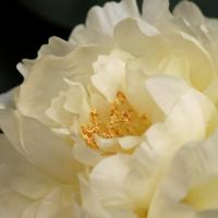 Pioen Kunstbloem 38cm Creme - thumbnail