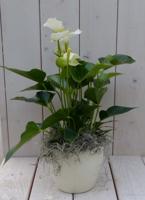 Flamingoplant Anthurium wit in creme pot 40 cm Warentuin Natuurlijk - Warentuin natuurlijk - thumbnail