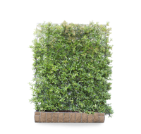 Vuurdoorn mobilane kant en klaar haag - thumbnail