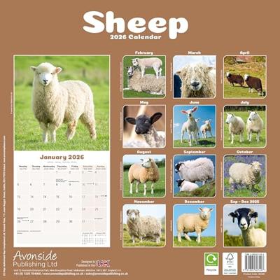 Schapen Kalender 2026 Schapen Kalender 2026