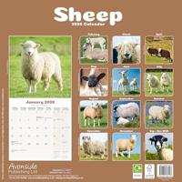 Schapen Kalender 2026 - thumbnail