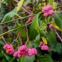 Kardinaalshoed - thumbnail