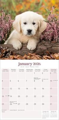 Baby Animals Kalender 2026
