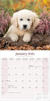 Baby Animals Kalender 2026 - thumbnail