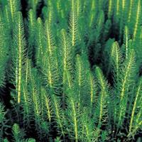 Lidsteng (Hippuris vulgaris) zuurstofplant (6-stuks) - thumbnail