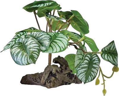 Plant on deco begonia Repto - Repto Plant on deco begonia Repto - Repto