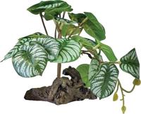 Plant on deco begonia Repto - Repto - thumbnail
