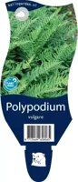 Polypodium vulgare vaste plant Griffioen - Griffioen - thumbnail