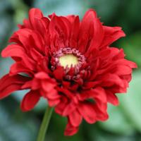 Gerbera Vanda Kunstbloem 48cm Rood - thumbnail