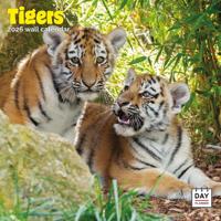 Tijger Kalender 2026 - thumbnail