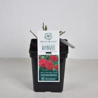 Engelse roos (rosa "Darcey Bussel"®) - thumbnail