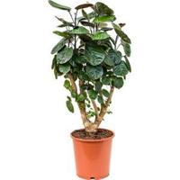 Polyscias aralia fabian S kamerplant - thumbnail
