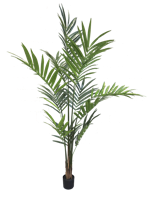 Areca palm giant green 210cm - thumbnail