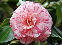 Camellia - thumbnail