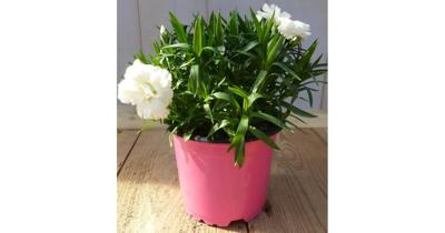 3 stuks! Anjer Dianthus wit Warentuin Natuurlijk - Warentuin natuurlijk 3 stuks! Anjer Dianthus wit Warentuin Natuurlijk - Warentuin natuurlijk