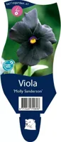 Viola (C) Molly Sanderson Samplant - Samplant - thumbnail