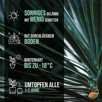 Palmboom - Yucca Rostrata - thumbnail