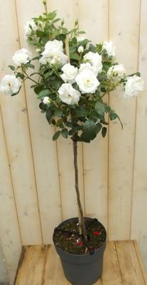 Rosa Stamroos rozen totale hoogte 100 cm wit Warentuin Natuurlijk - Warentuin natuurlijk