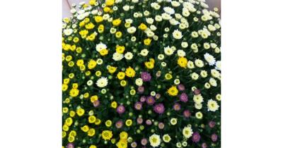 Bol Chrysant kleurenmix Warentuin Natuurlijk - Warentuin natuurlijk