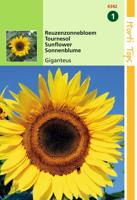 Zaden Helianthus Zonnebloem Giganteus Hortitops - Hortitops - thumbnail