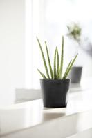 Ecopots Bloempot Amsterdam Mini Ø17cm - Donkergrijs - thumbnail