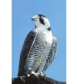 Animal Essences Peregrine falcon (slechtvalk) 30 Milliliter - thumbnail