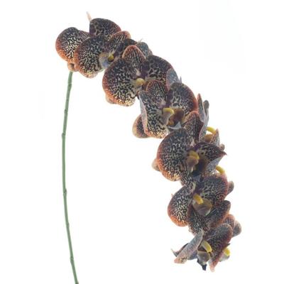 Phalaenopsis spray bensa oranje/bruin 111 cm kunstbloem Buitengewoon de Boet - Buitengewoon de boet