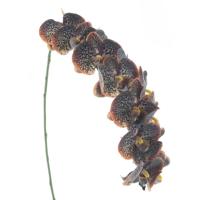 Phalaenopsis spray bensa oranje/bruin 111 cm kunstbloem Buitengewoon de Boet - Buitengewoon de boet - thumbnail