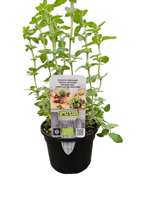 Puur Biologische Griekse/Peper Oregano - thumbnail