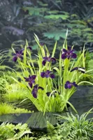 Waterplant Iris 'Black Gamecock' - thumbnail