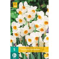 Narcis geranium 5 bollen - thumbnail