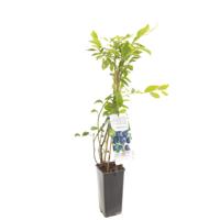 Bosbes (vaccinium corymbosum "Jersey") fruitplanten - In 2 liter pot - 1 stuks - thumbnail