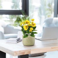 Viool kunstplant 25 cm geel - thumbnail