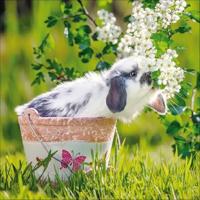 Konijnen Kalender 2026 - thumbnail