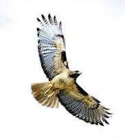 Animal Essences Hawk (havik) 30 Milliliter - thumbnail