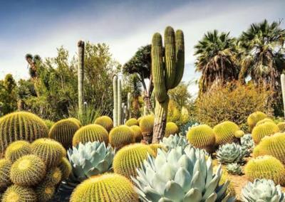 Ravensburger legpuzzel huntington desert garden, 1000st. Ravensburger legpuzzel huntington desert garden, 1000st.