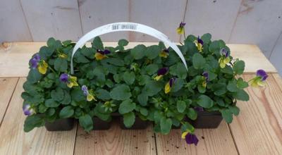 Bosviolen Violen geel/paars 6 stuks in tasje Viola Warentuin Natuurlijk - Warentuin natuurlijk